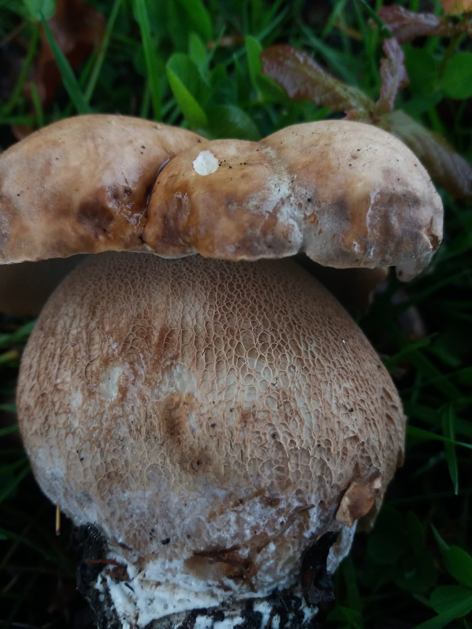 Het vroege Eekhoorntjesbrood is makkelijk te herkennen