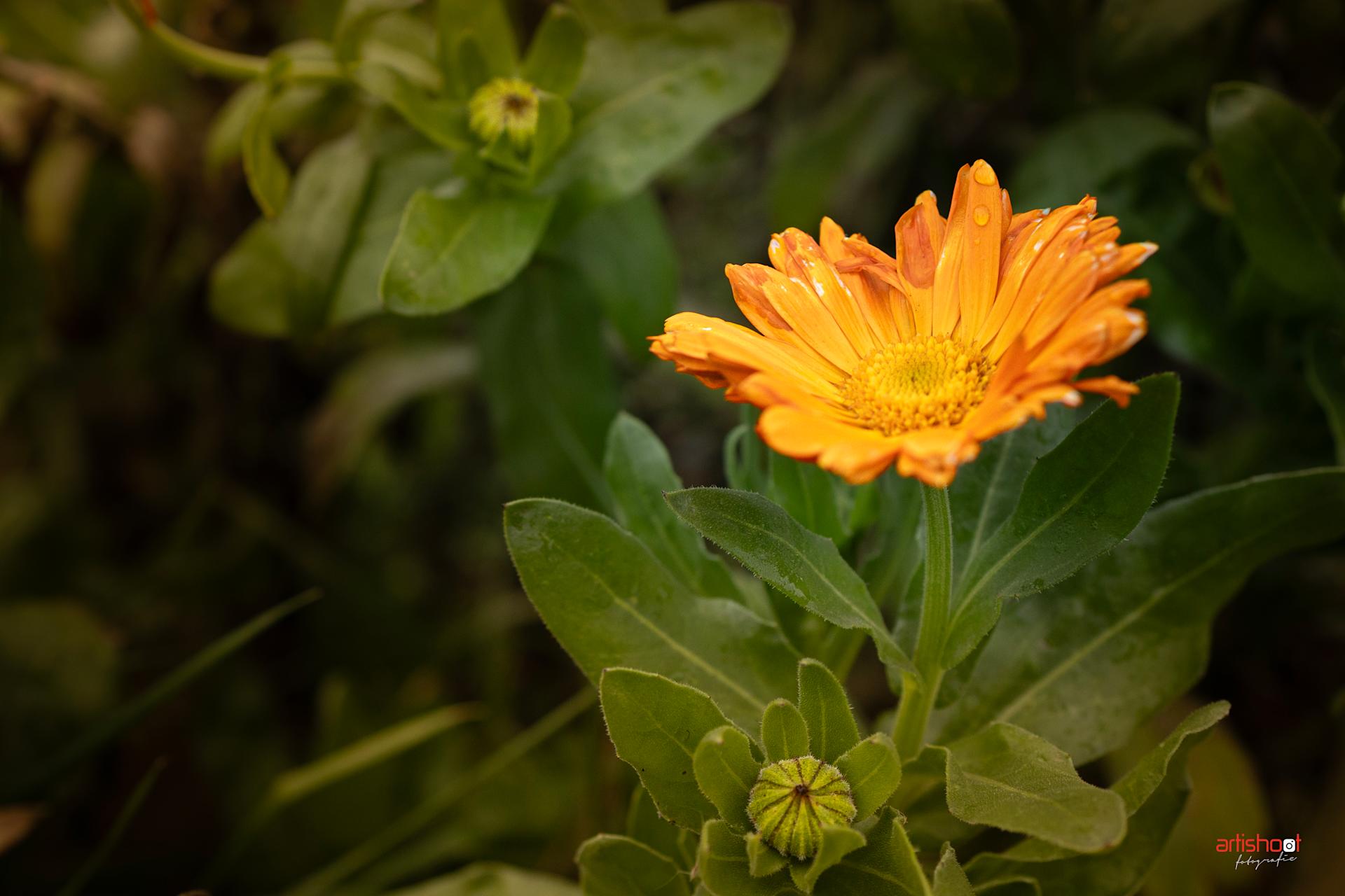 Goudsbloemen in het voedselbos 2025