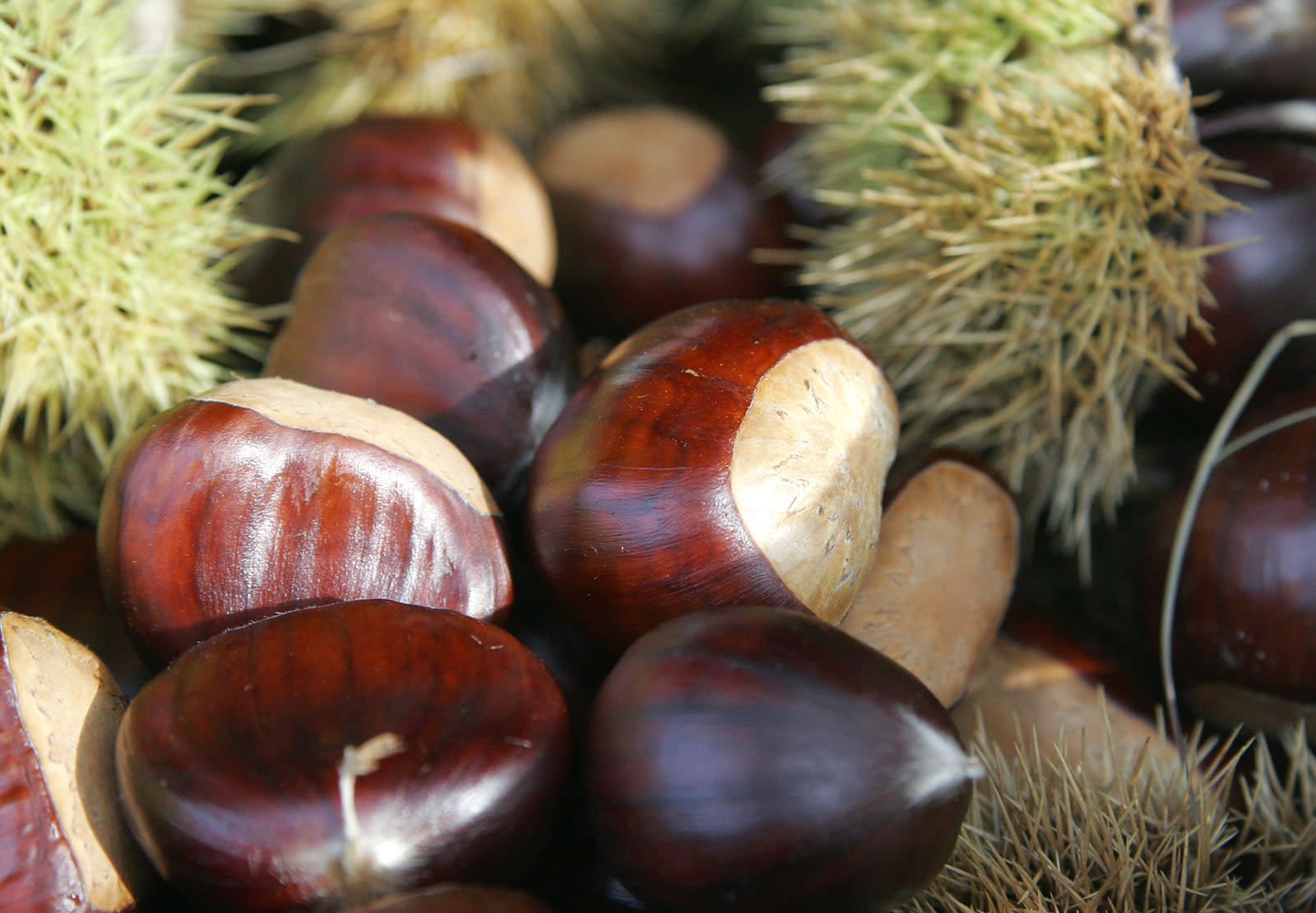 Chestnut-2093554273
