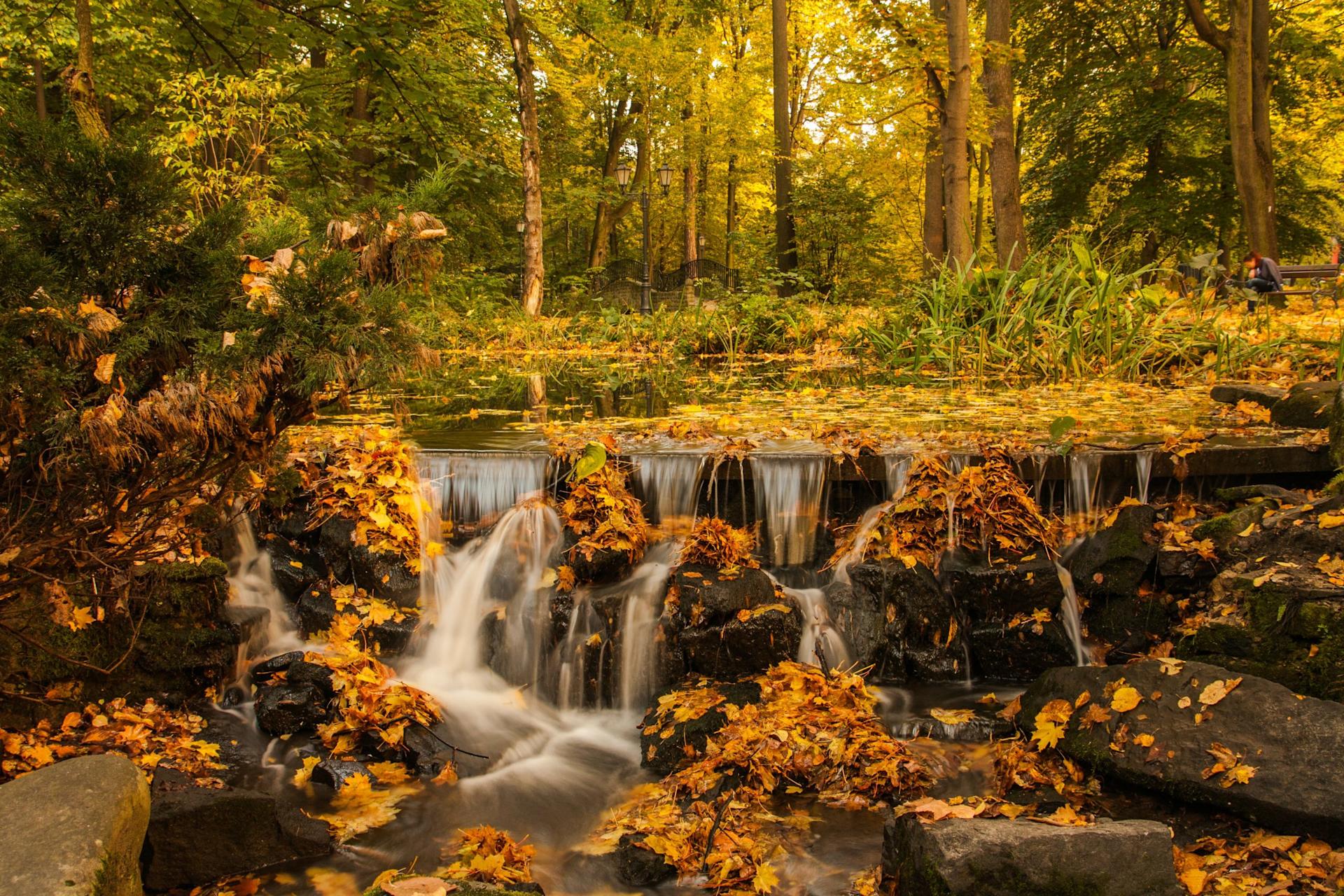 Waterval in het bos