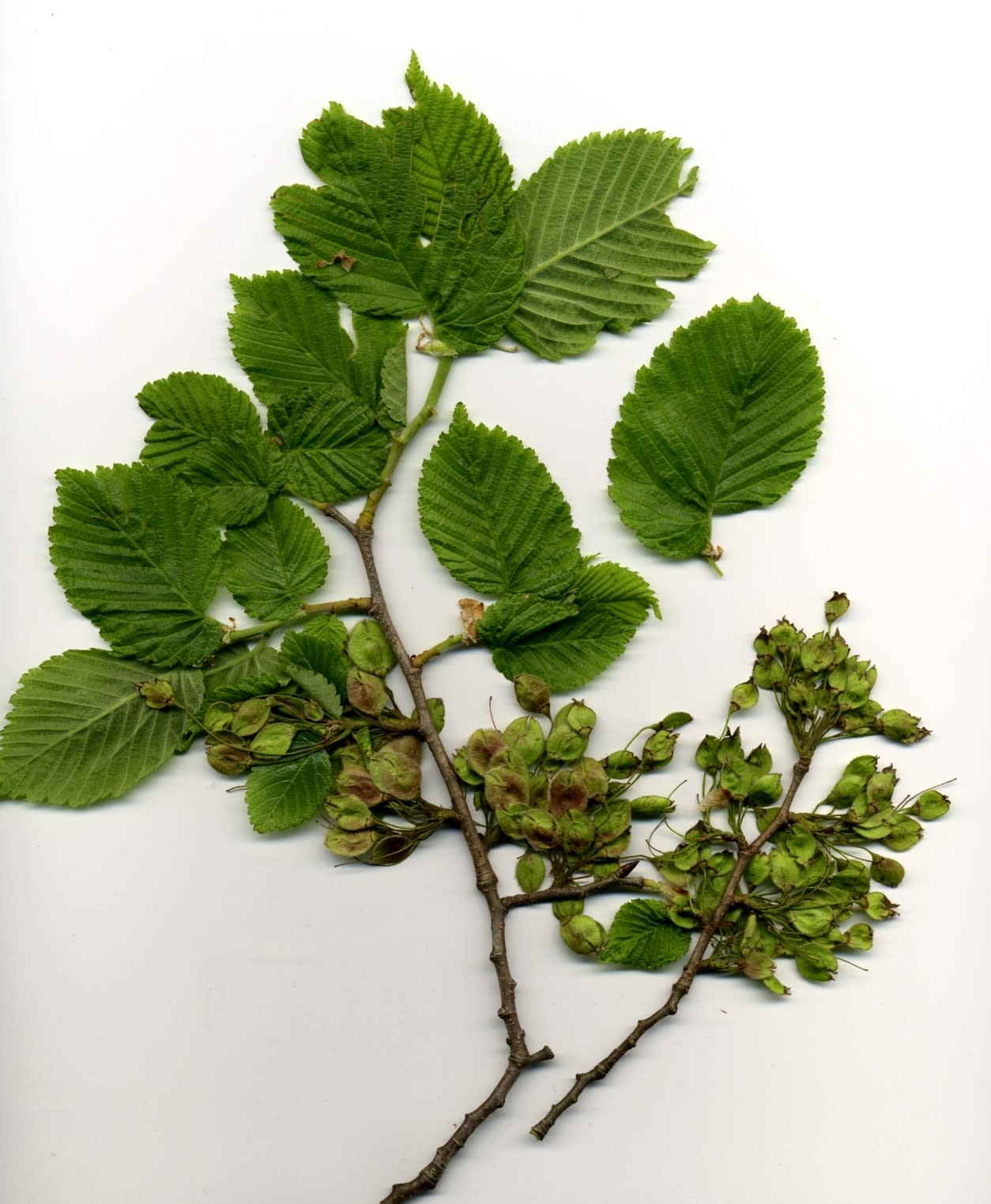 Leuke weetjes over de Fladderiep (Ulmus laevis)