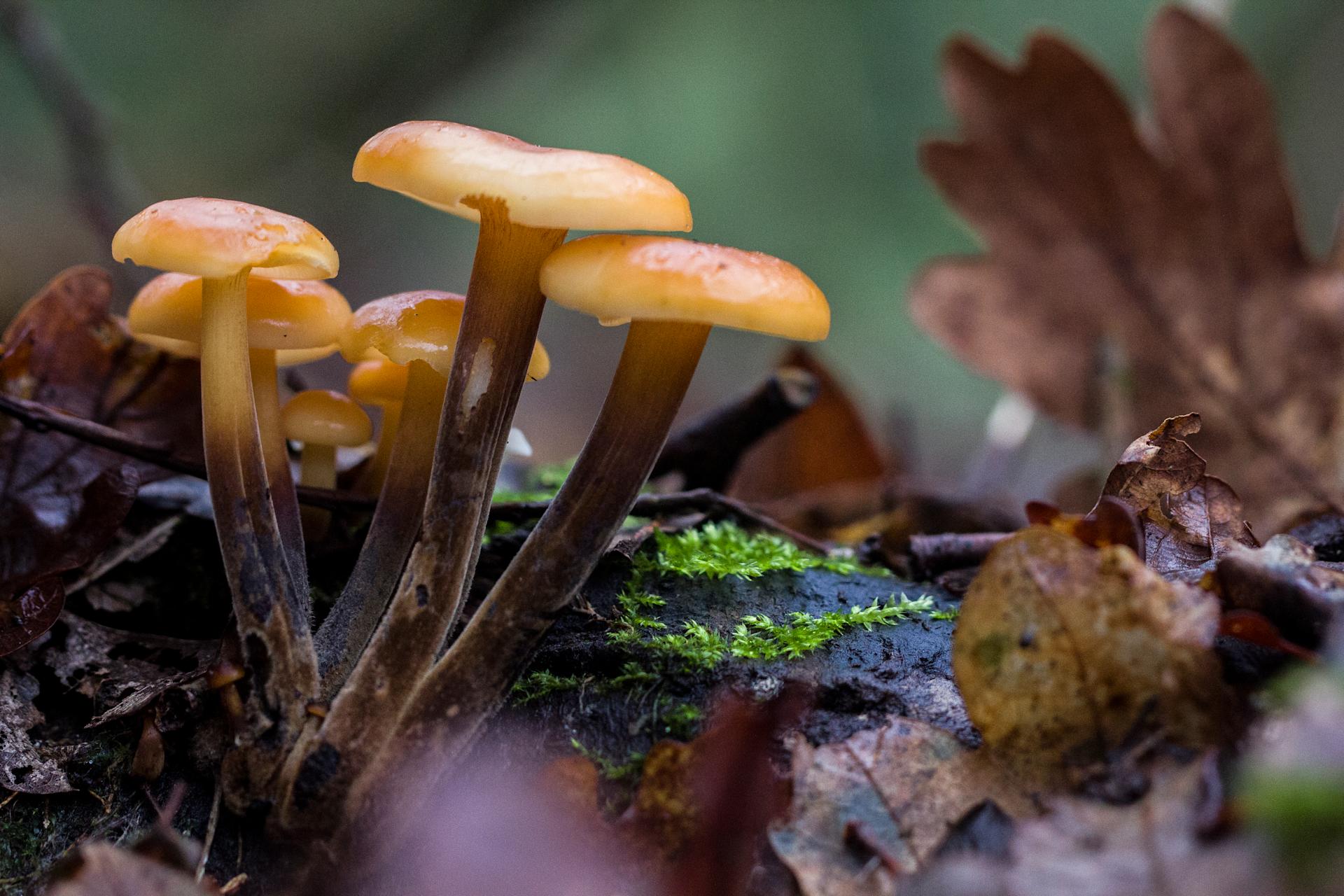 Paddenstoelen in het voedselbos