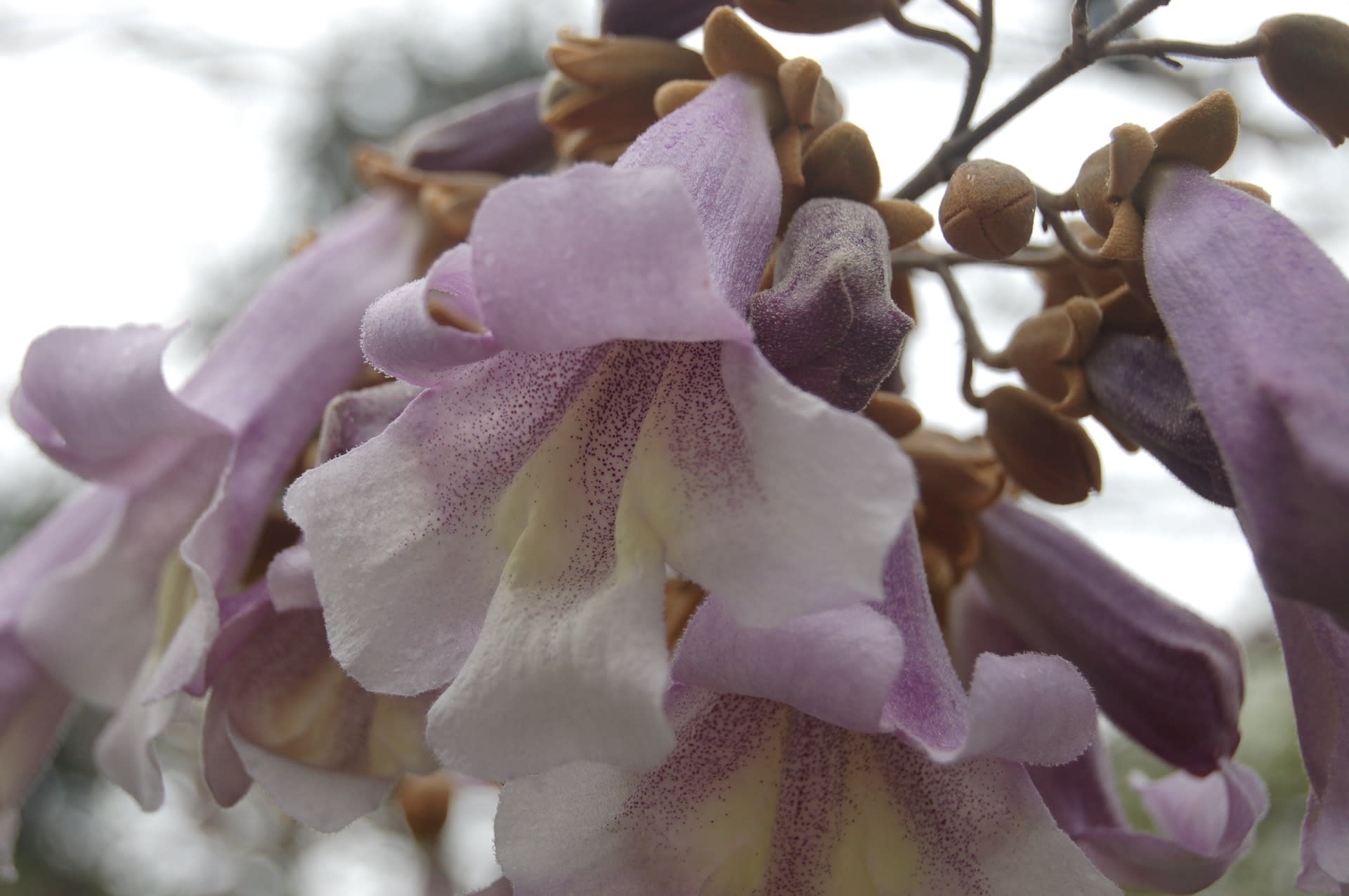 Pauwlonia Tomentosa Flowers