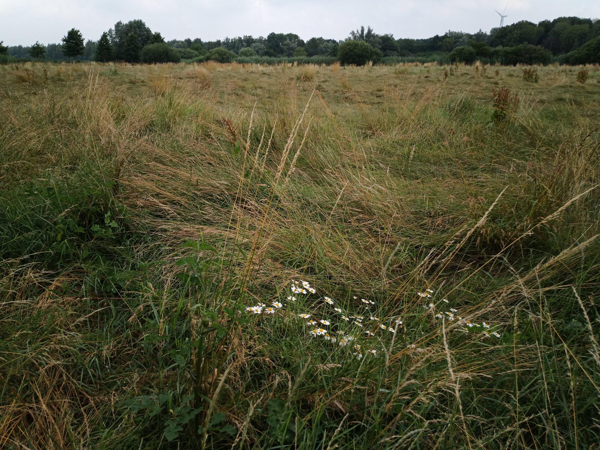 Hoe werkt carbon farming in agroforestry? 
