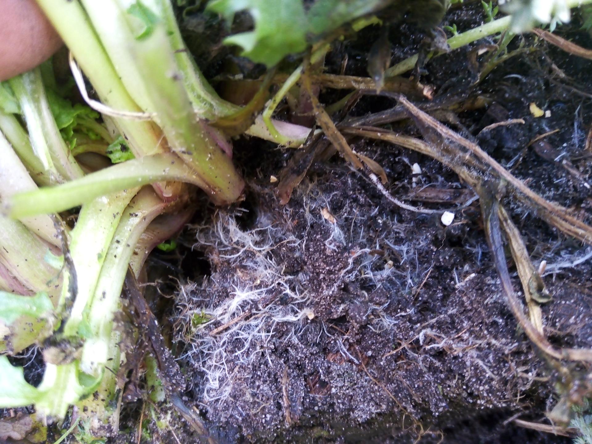 Arbusculaire mycorrhizae: De ruggengraat van het ecosysteem Deel 1