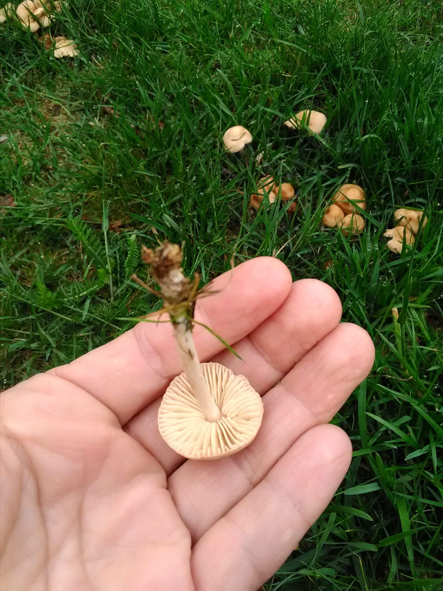 Wildplukken in de natuur en in cultuurlandschap