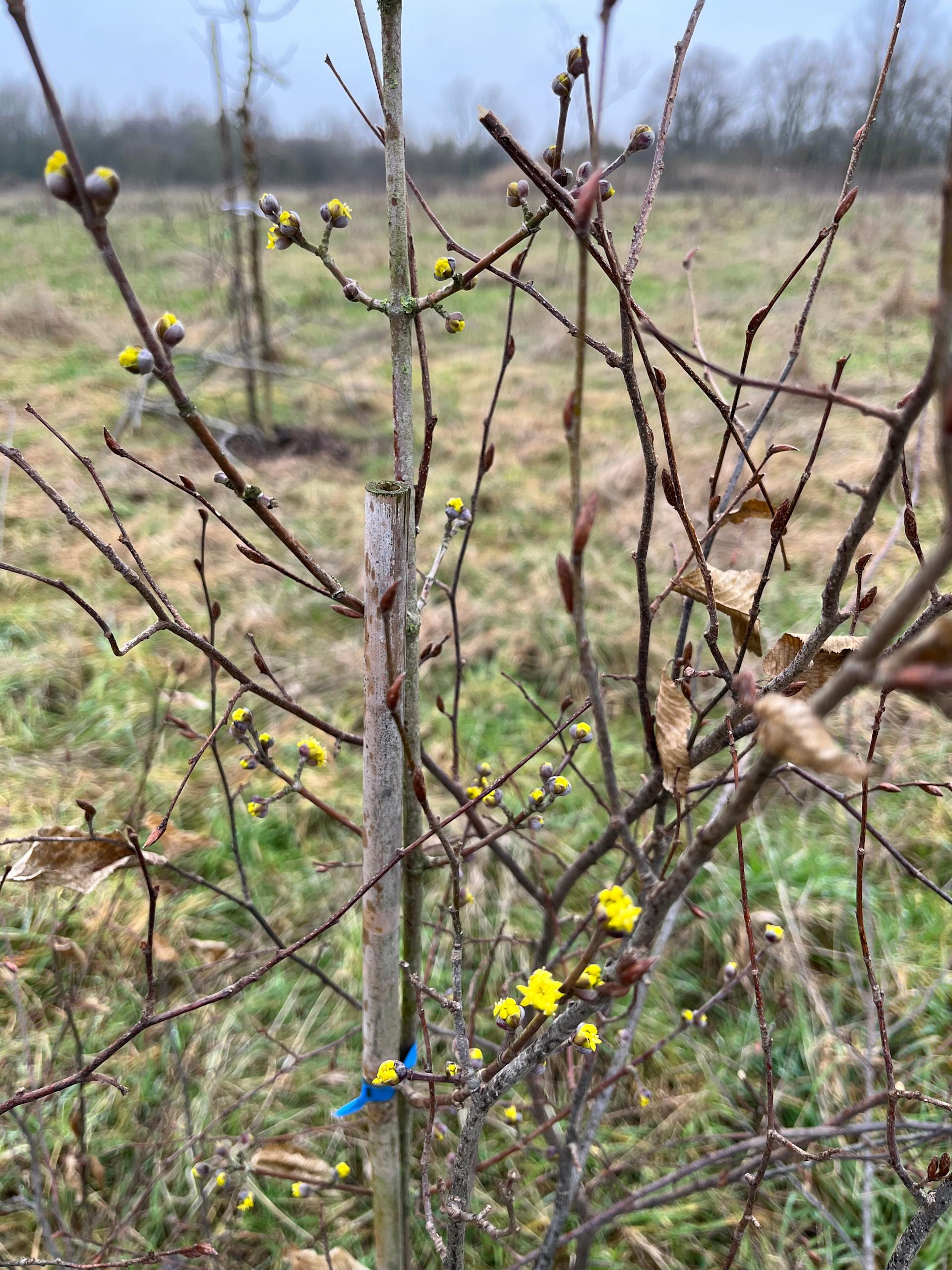 De eerste tekenen van de lente 🌿