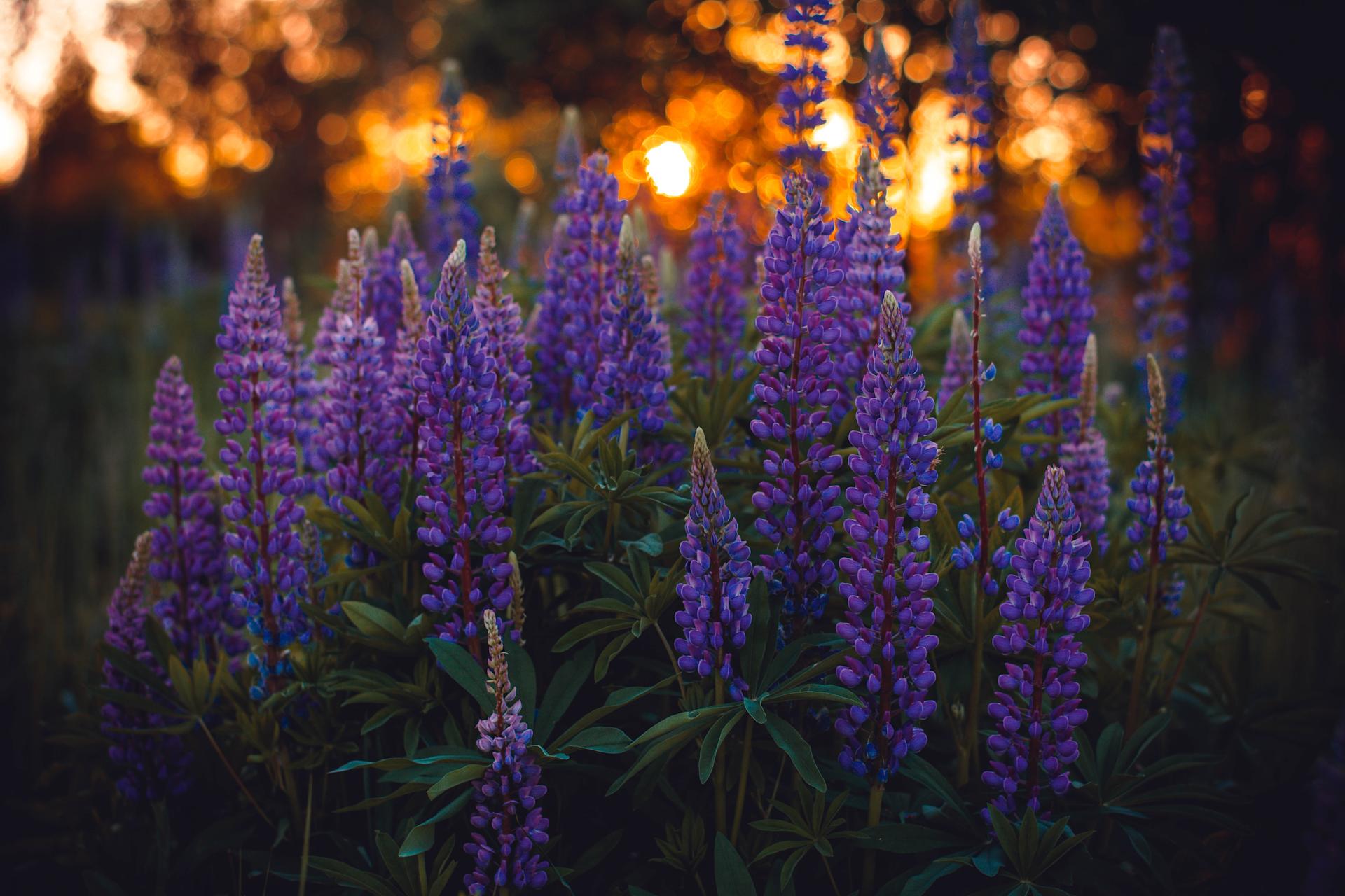 irina-iriser-4bRLJ4G0ISw-unsplash