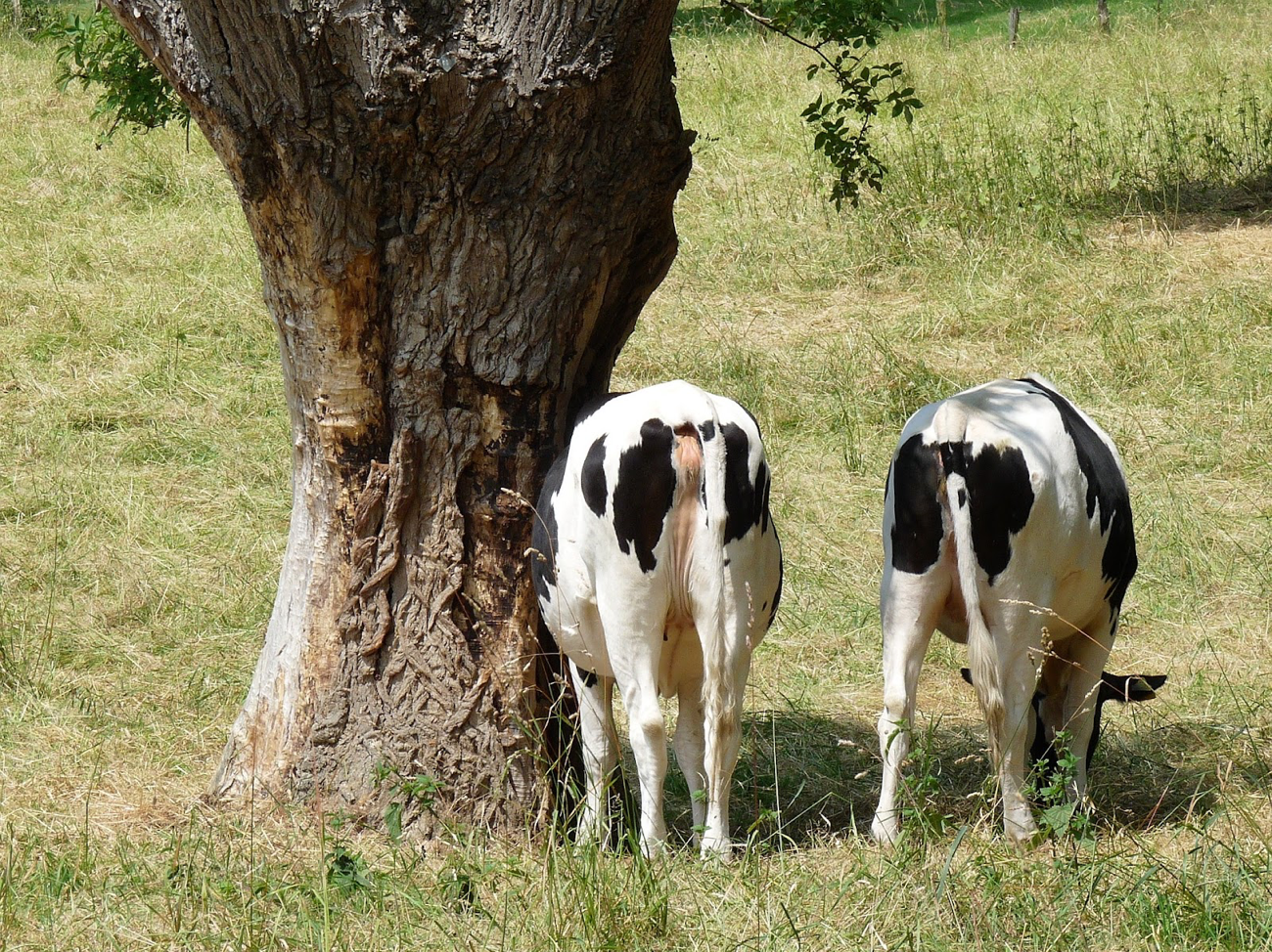 Waarom meerjarig grasland beter is voor de melk