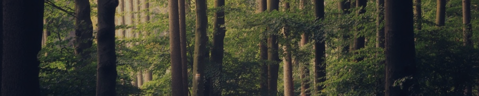 Dark forest