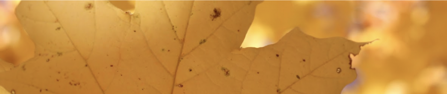 Herfstblad closeup