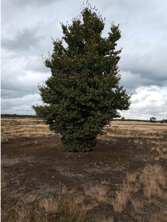 Solitaire beuk op de Hoge Veluwe