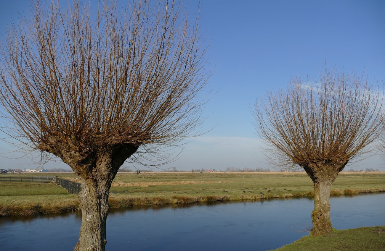 Wilgendome in het Voedselbos